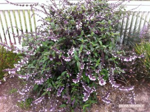 Salvia 'Waverly'